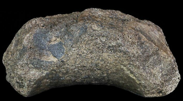 Hadrosaur Toe Bone - Alberta (Disposition #-) #71651